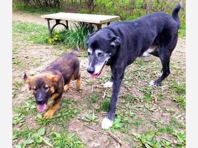 Pet Photo of the Day