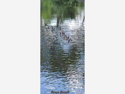 Photo of the Day: Wildlife on Cedar Creek in Cedarburg