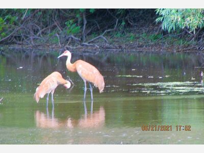Photo of the Day: Wildlife in Grafton - 6/22/2021