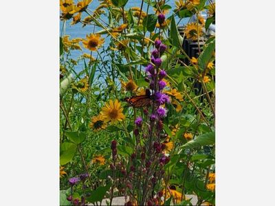Mequon Flower Farm Open for Sunflower Picking on July 25, 2021