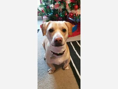 Mequon Mutt Event to be held on July 17,  2021