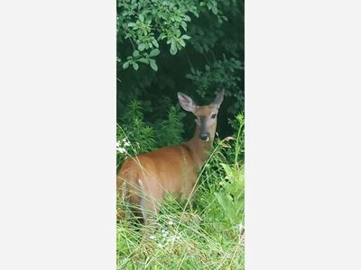 Photo of the Day: Wildlife in Grafton 