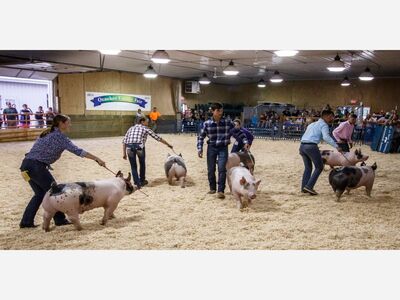 Was Your Time Well Spent at the Ozaukee County Fair This Summer?
