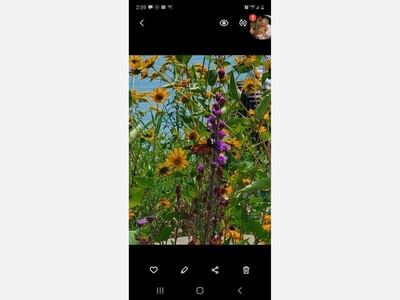 Summer is Close to Leaving Us, Let Flowers Make Your Day for Next Season