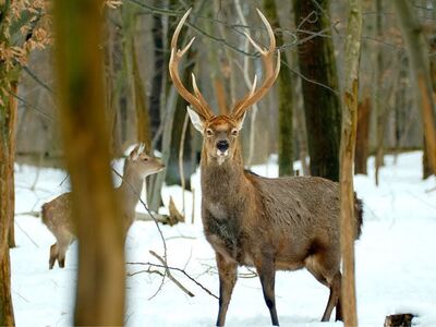 WDNR: Buck Harvest Ahead of Schedule in WI 